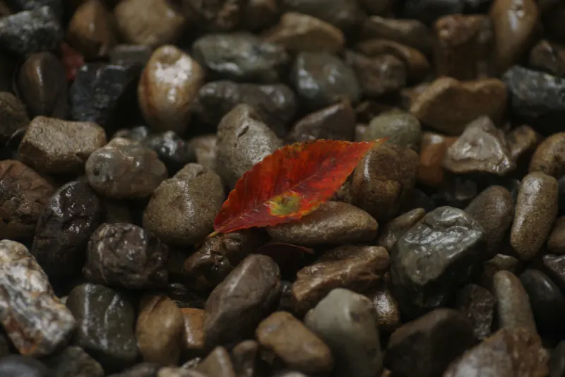 Seasonal Color Palettes for a More Harmonious Home